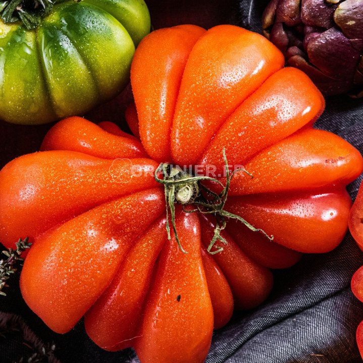 Tomate Genovese Costoluto, fruit moyen image